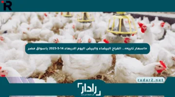 «أسعار نارية».. الفراخ البيضاء والبيض اليوم الأربعاء 14-5-2025 بأسواق مصر